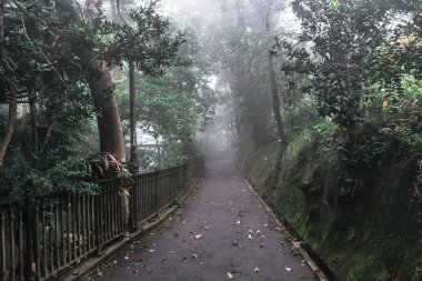 Karanlık sonbahar parkında yol 