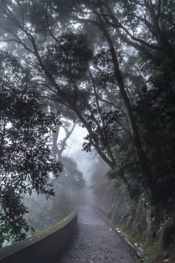 Karanlık sonbahar parkında yol 