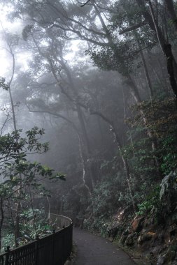 Karanlık sonbahar parkında yol 