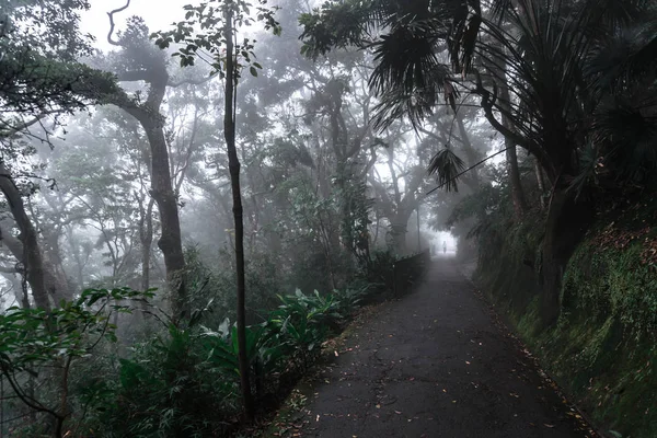 path in the dark autumn park