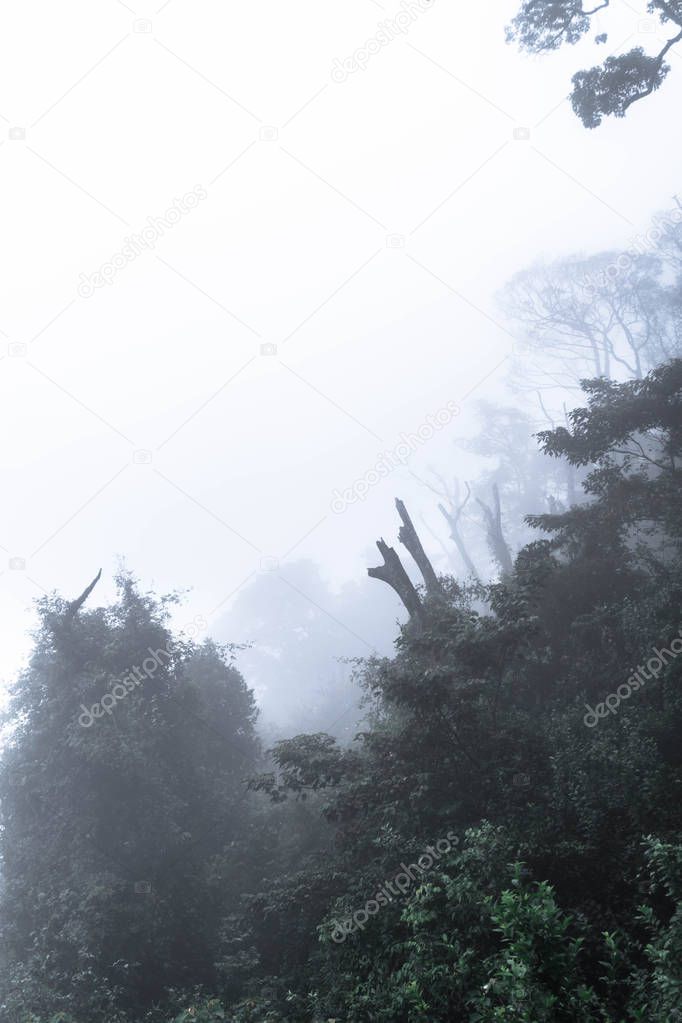 Dark autumn forest with fog