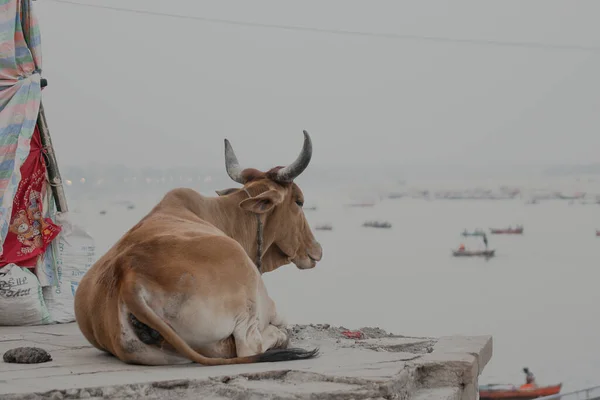 Vache Sur Asphalte Pendant Les Fêtes Religieuses Inde — Photo