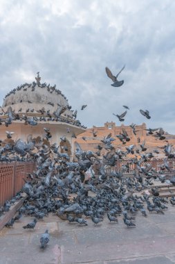 Eski inşaatın yakınındaki güvercin sürüsü
