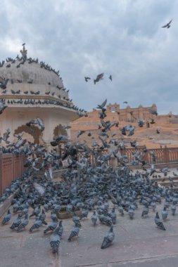 Eski inşaatın yakınındaki güvercin sürüsü