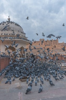 Eski inşaatın yakınındaki güvercin sürüsü