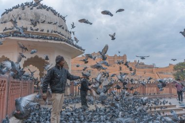 Eski inşaatın yakınındaki güvercin sürüsü