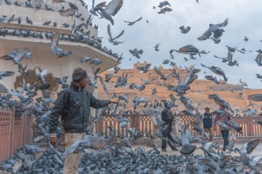 Eski inşaatın yakınındaki güvercin sürüsü
