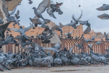 Eski inşaatın yakınındaki güvercin sürüsü