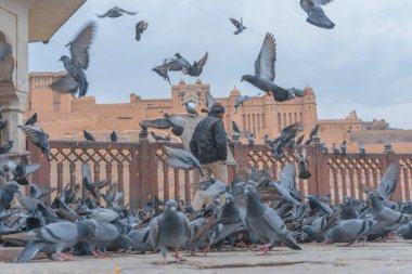 Eski inşaatın yakınındaki güvercin sürüsü