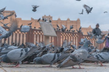 Eski inşaatın yakınındaki güvercin sürüsü