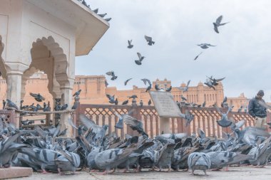 Eski inşaatın yakınındaki güvercin sürüsü