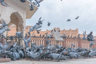 Eski inşaatın yakınındaki güvercin sürüsü