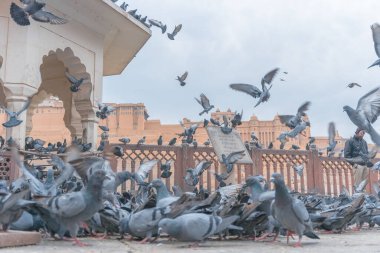 Eski inşaatın yakınındaki güvercin sürüsü