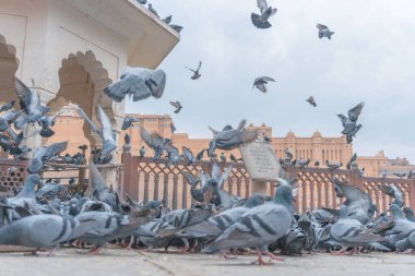Eski inşaatın yakınındaki güvercin sürüsü