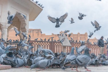 Eski inşaatın yakınındaki güvercin sürüsü