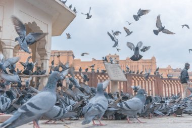 Eski inşaatın yakınındaki güvercin sürüsü