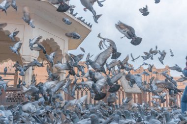 Eski inşaatın yakınındaki güvercin sürüsü