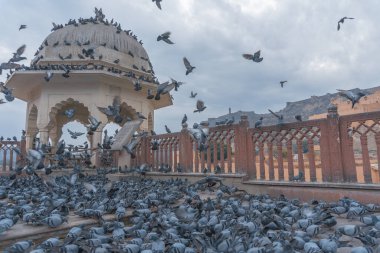 Eski inşaatın yakınındaki güvercin sürüsü