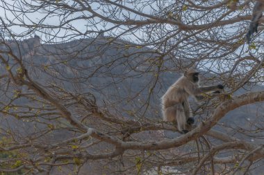 Ağaçta oturan bir maymun resmi.