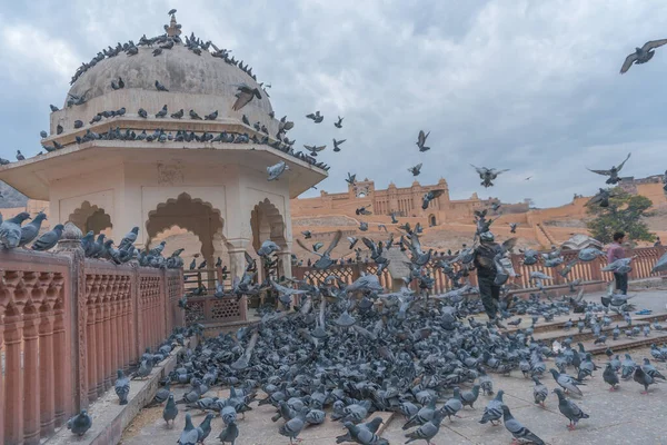 古代建筑附近成群的鸽子 — 图库照片