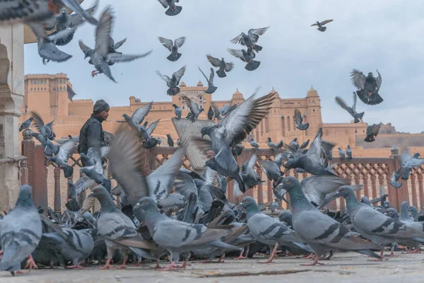 Galambok Nyája Ókori Építkezés Közelében — Stock Fotó