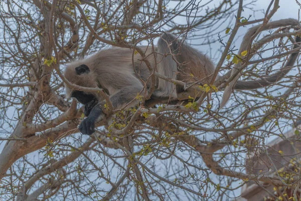 Macaco sagui brincando nos galhos das árvores