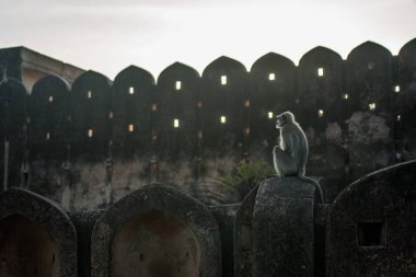 Maymun inşaat arka planında bir taşın üzerinde oturuyor.