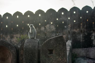 Maymun inşaat arka planında bir taşın üzerinde oturuyor.