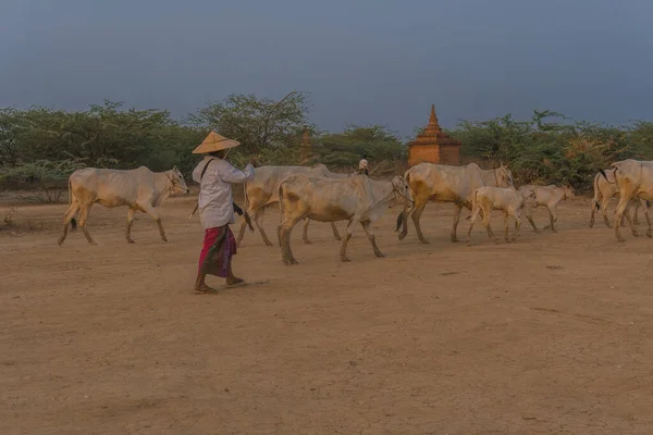 Homme Traditionnel Avec Des Vaches Dessert — Photo