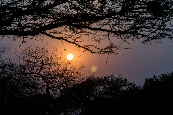 Baumsilhouette Sonnenuntergang — Stockfoto