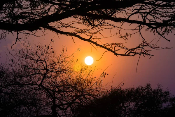 Baumsilhouette Sonnenuntergang — Stockfoto