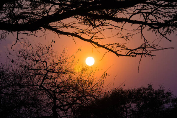 Tree silhouette in sunset light
