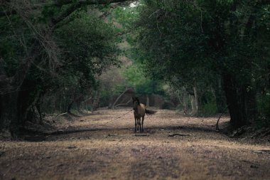 Ormanda yerde yatıyor.