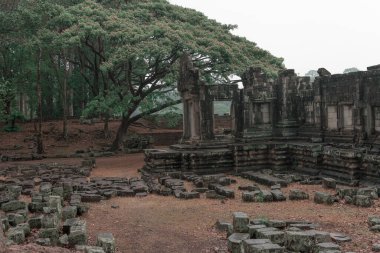 Ormandaki eski grunge kalıntıları