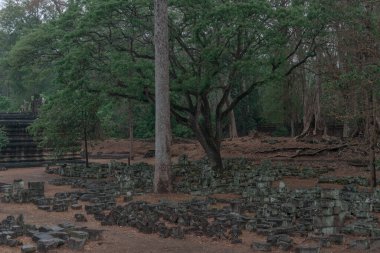 Ormandaki eski grunge kalıntıları