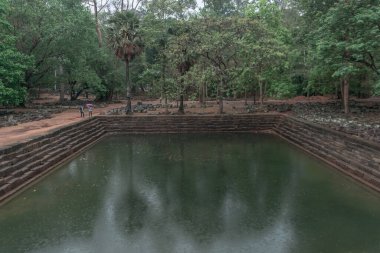 Ormandaki eski grunge kalıntıları