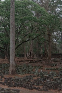 Ormandaki eski grunge kalıntıları