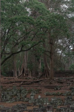 Ormandaki eski grunge kalıntıları