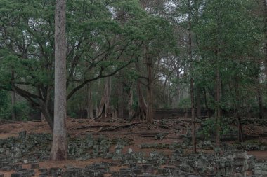 Ormandaki eski grunge kalıntıları