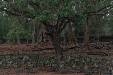 Ormandaki eski grunge kalıntıları