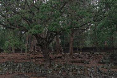 Ormandaki eski grunge kalıntıları
