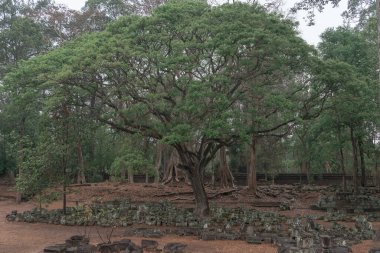 Ormandaki eski grunge kalıntıları