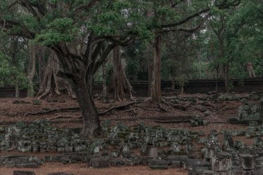 Ormandaki eski grunge kalıntıları