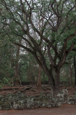 Ormandaki eski grunge kalıntıları