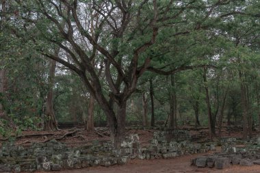 Ormandaki eski grunge kalıntıları