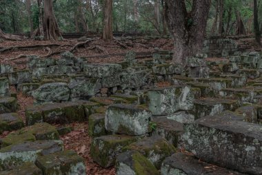 Ormandaki eski grunge kalıntıları