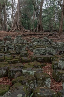 Ormandaki eski grunge kalıntıları