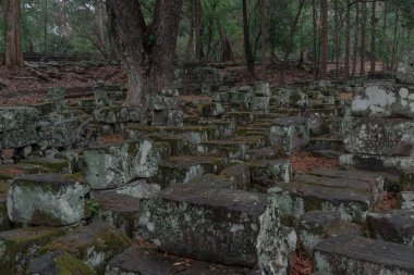 Ormandaki eski grunge kalıntıları