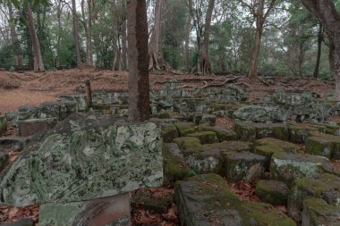 Ormandaki eski grunge kalıntıları