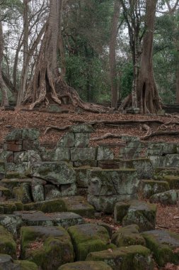 Ormandaki eski grunge kalıntıları